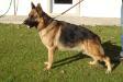 Conto do Principe Real ( SARIK )