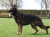 Anubis von der schwarzen Magie