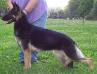  Von Hornberger's Tessa Of Jolin