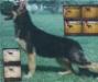 Daphnes Rin Tin Tin VI