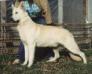 Rin Tin Tins Stonewall J