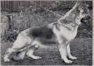 UK.CH. Sparky of Aronbel