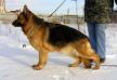 CH RUS Banhoriot Cherokkee