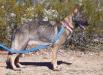 Miss Brooke z RuffGSD