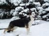 Lewcinka's Franka Von Phenom <span style="color: darkblue">CD TT  (QUESTION IF THIS DOG COMES FROM PUREBRED GSDs)</span>