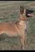  Blackneck's Wildah