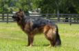 Riggs vom Haus Winheim