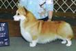 AKC CH Faerie Glen The Saint