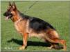 Goldy aus Famkes's Zauberwald ed normaal