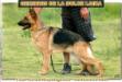 Geminnis De La Dulce Laika