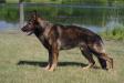 UKC CH Berlin An Granville Vom Gildaf