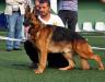 Whisky von Petworld