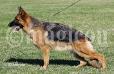 Nala di casa schwarz