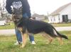 Creekviews Hitler von Johnson