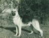 Bodyguard's Rin Tin Tin II