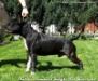 INTCH/MULT/10XCACIB Summits Knight for Katerina
