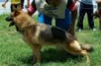 Laika do Casalinho