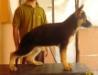 swapnil's duro