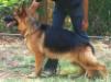 Sammy of Shepmagic
