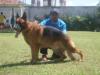 Enrico do Alto Itapema