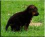 Castlebrooks Harpo Kabo Joe