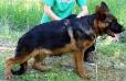 Diesel des Silex de Bayac