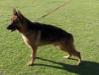 Troy von Ronneburg