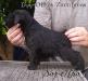 Dog-Otho¿s Zacatecas  / GT