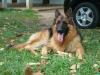 Xaro do Campo das Princesas
