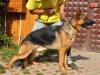 Einstain von Petworld