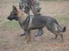  Merrill's Police K9 Mia