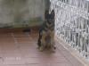 Fenia Do Pinhal Do Seixinho ( Kitty)