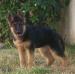 Gio do Principe Real