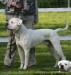 Chestnut's Little Fox at Southside Bulldogs
