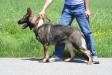 Keyzah Cheyenne Vom Landholz