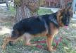 Ondie von Petworld