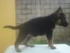 Dejavu do Caio Work Dogs