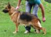 Peggy vom Gut Lethe