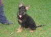 Dublê do Caio work dogs