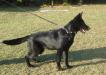 Dixie do Caio work dogs