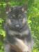 Dara do Caio work dogs