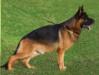 Rocco vom Mittelwest