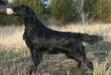 GBSHCH SU(U)CH NUCH Almanza I Hate Mondays