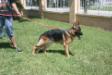 Shadow Vom Kirsys