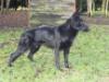 Bakara vom Wolfsfriede
