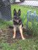 Hans Aldrick Osborne Von OZK9Kennels