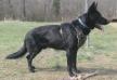 Fekete Farkas Von Daughtry