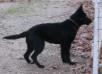 Pantha Von Der Wolfdame