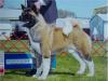 AKC CH Grandslam's Going Going Gone