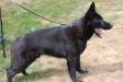 K-9 Titus V Haus Safko